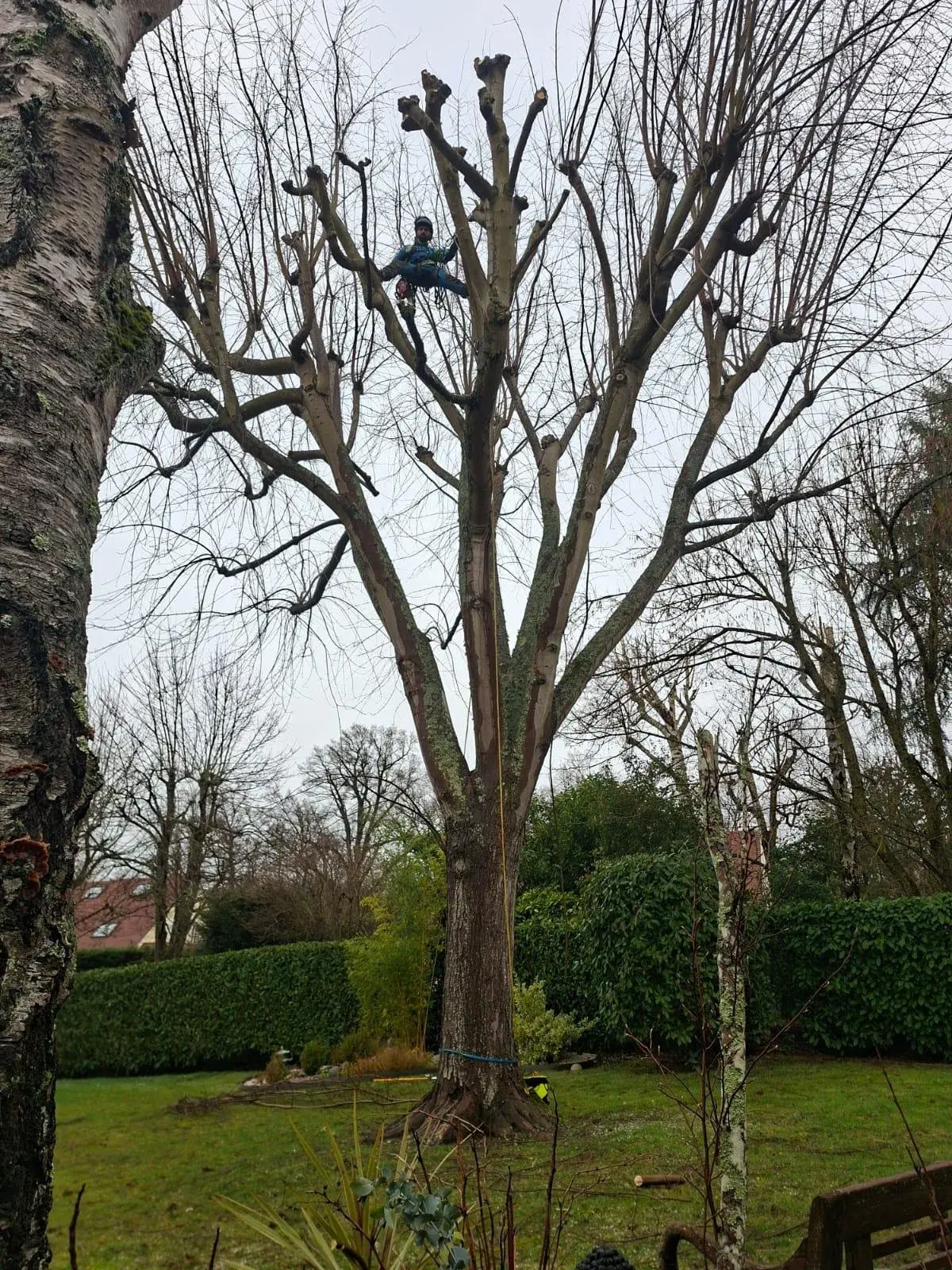 Élagueur suspendu sur corde dans la couronne d'un grand arbre, corde d'accès le long du tronc